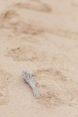 Sand beach and lavender 