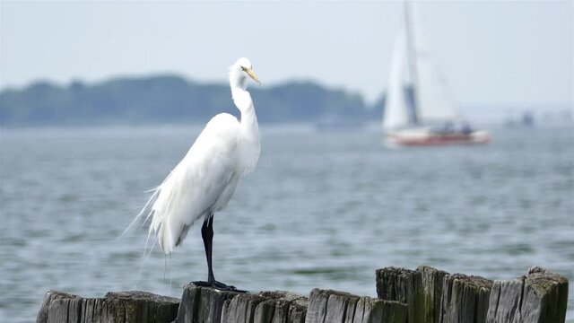 Great egret standing on wood in ocean water in hot sunny day with boat passing in background