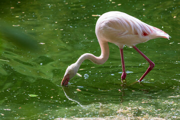 Pink Flamingo - Phoenicopteriformes stands in the pond water, has its head in the water and hunts for food. Its image is reflected in the water.