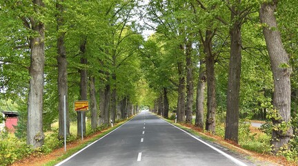 Obraz premium Allee in Brandenburg