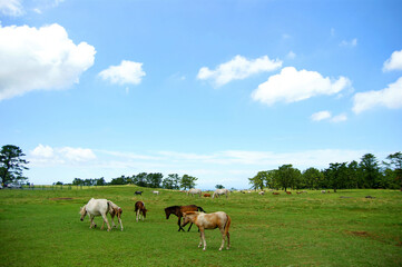 Fototapeta na wymiar The horses are grazing.