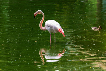 Pink Flamingo - Phoenicopteriformes stands in the pond water, has its head in the water and hunts for food. Its image is reflected in the water.