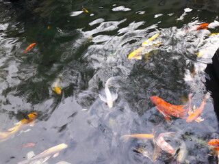 koi fish in pond