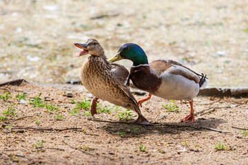 Naklejka na ściany i meble The duck chases the duck, curses it and wants to mate. The ducks are by the pond.