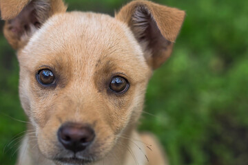puppy plays in the garden