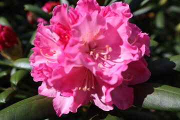 pink peony flower