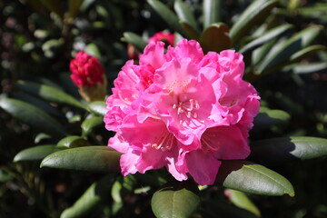 pink flower blossom blooming