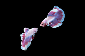 Two dancing of betta siamese fighting fish (Halfmoon lavender in white purple color combination) isolated on black background