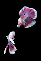Two dancing of betta siamese fighting fish (Halfmoon lavender in white purple color combination) isolated on black background