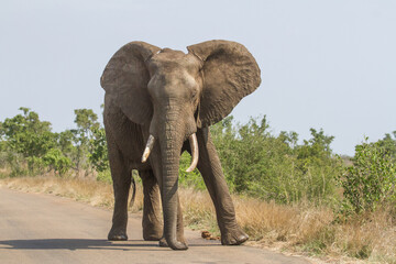 Fototapeta na wymiar Massive African elephant walking with a swagger down the road in Kruger, South Africa