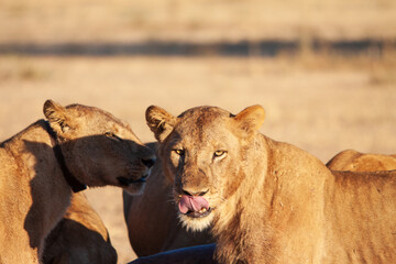 lioness licking 