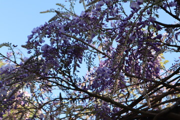 tree branches against blue sky