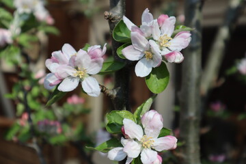 apple cherry blossom in spring flowers colorful pink and white