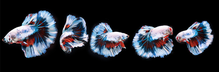 Beautiful colors