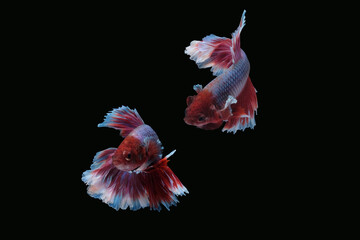 Two dancing of betta siamese fighting fish (Halfmoon lavender in white purple red color combination) isolated on black background