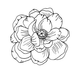 Hand drawn peony flower outline vector floral illustration. Botanical ink pen drawing for modern decor, cards, logo.
