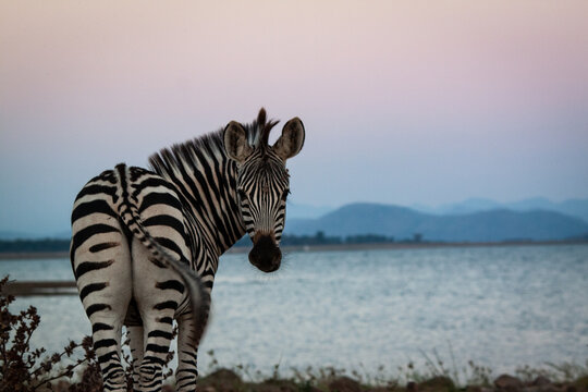 zebras in the wild