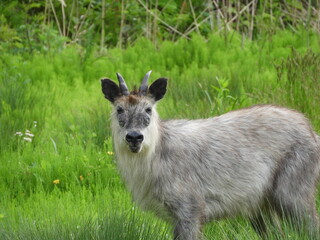 二ホンカモシカ