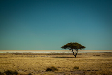 Fototapeta na wymiar lonely acacia tree