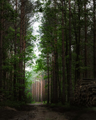 Obraz premium Taki sobie las