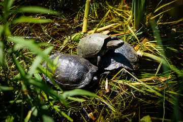 Schildkröten bei der Fortpflanzung