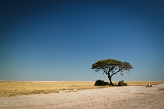 lonely tree in the salt pan