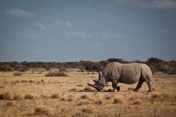 Fototapeta premium rhino in the savannah