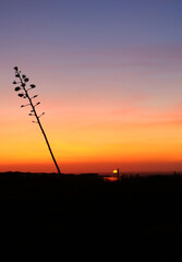A stunning, colorful and peaceful sunset scene with silhouettes of agave plant flowers, Algarve, Portugal.