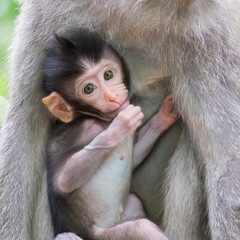 Close-up of a cute baby monkey, hiding near the mother's breast and looking around. Animal parenting concept. Bali, Indonesia
