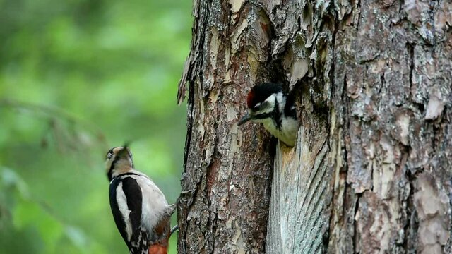 Buntspecht f&uuml;ttert Nachwuchs