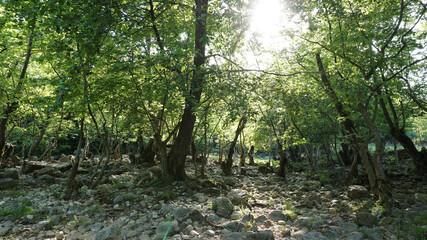 Green forest background, light shining down