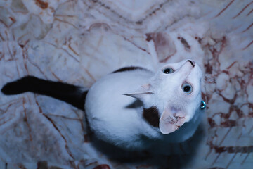 White Cats is sitting on the floor