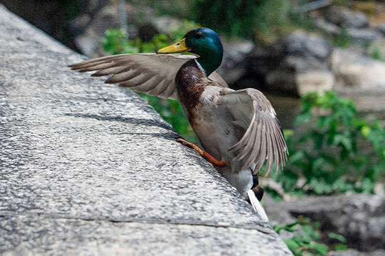 Flying duck. One male mallard (Anas platyrhynchos) is flying up in Switzerland.