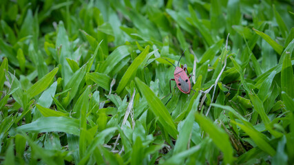 A small insect walking on the green grass