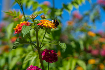 Big bee in search of pollen to make honey