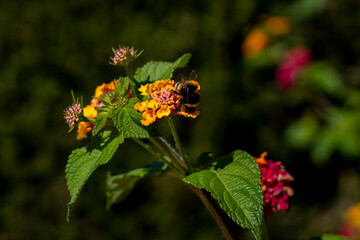 Beautiful bee searching for pollen to make honey