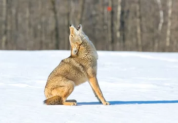 Foto op Canvas Coyote howling  winter snow © outdoorsman