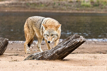 Coyote staring from edge of creek