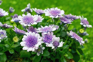 Osteospermum flowers  ( African daisy) in the pot, summer teracce or window decoration.