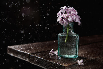 A branch of siren in a glass vase against a dark background