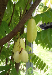 bilimbi, fruit, tree, cook, ingredient, Agriculture, Malaysia, Plantation, Market, Averrhoa, background, bright, Cook, Cucumber tree, east, environment, flora, food, fresh, fruit, garden, green, healt