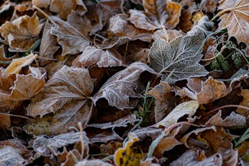 Autumn leaves with frost