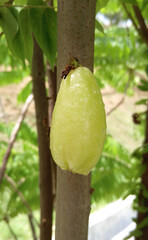 bilimbi, fruit, tree, cook, ingredient, Agriculture, Malaysia, Plantation, Market, Averrhoa, background, bright, Cook, Cucumber tree, east, environment, flora, food, fresh, fruit, garden, green, healt