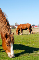 wild horse on a large meadow with beautiful scenery of blue sky and quiet at sunrise