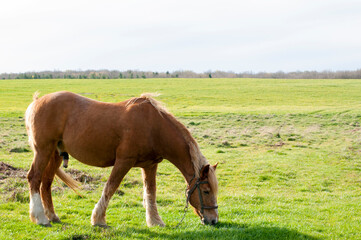 Fototapeta premium wild horse on a large meadow with beautiful scenery of blue sky and quiet at sunrise