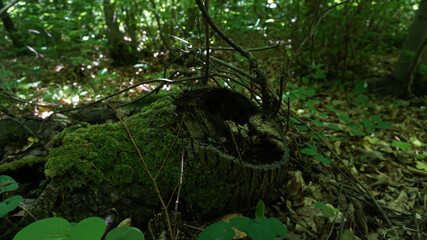 Fototapeta premium Green forest background, stump covered with moss