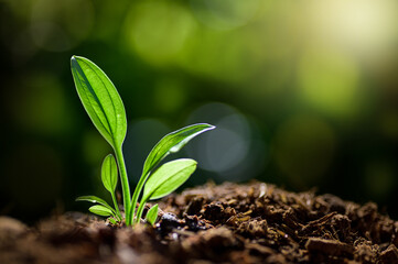 Green sprout growing out from soil in the morning light