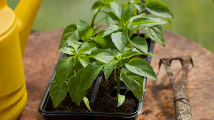 Fresh pepper vegetable sprouts in the garden with old garden tools
