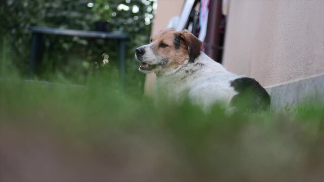 un cane si rilassa in mezzo al verde del giardino
