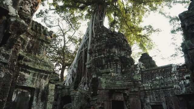 Cambodia Angkor Wat Ta Prohm Temple Tomb Raider Tree Roots Ruins. Siem Reap, Cambodia